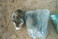 pet-cat